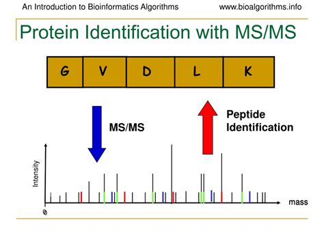 Ppt Protein Sequencing And Identification By Mass Spectrometry