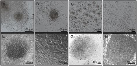 Derivation Of Hc Ipscs A Human Cumulus Oocyte Complex Coc B