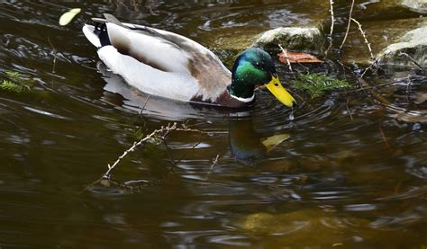 Duck Mallard Beak Free Photo On Pixabay