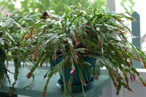 Overwatered Vs Underwatered Christmas Cactus Homestead Gardener