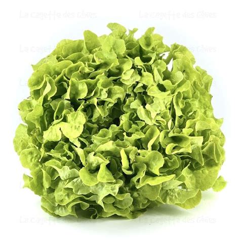 SALADE FEUILLE DE CHENE BLONDE FERME DES PESQUIÈS