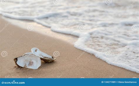 Oyster Shells On The Surf Line With Sand On The Sea Beach As A Concept Of Summer Holidays Sea