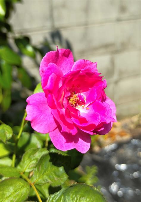 春に続き、2度目のお花 2番花が、次々に咲いてくれています💗 ️ 今の薔薇達を見てやって下さいね🙇💕 笑えるサバイバルガーデンにようこそ🧓🌹 楽天ブログ