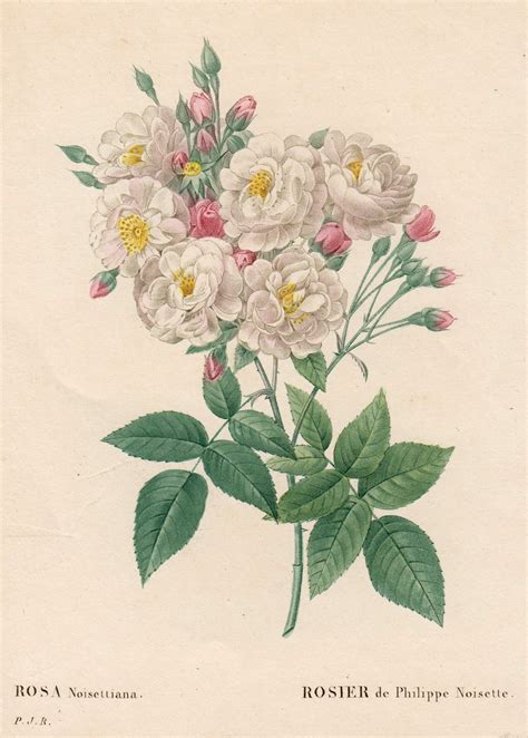 Rosa Noisettiana Rosier De Philippe Noisette By Blumen Rose Art