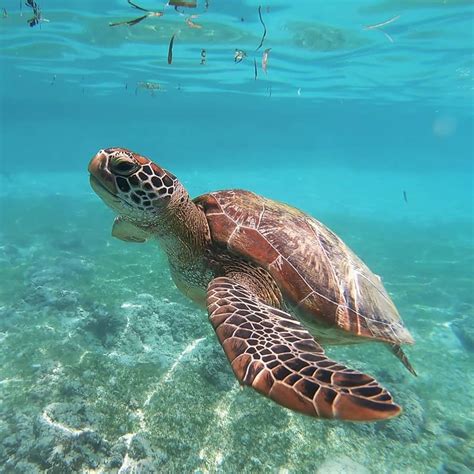 Les tortues marines à Mayotte Oulanga Na Nyamba