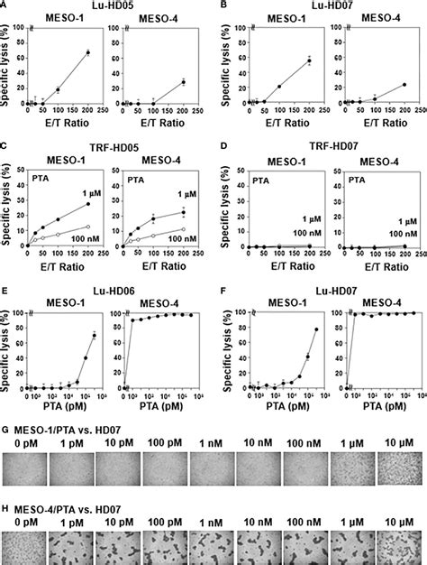 Frontiers Three Distinct Mechanisms Underlying Human T Cell