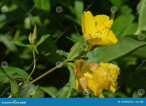 Common Sundrops Stock Photo Image Of Nature Narrow 124594376