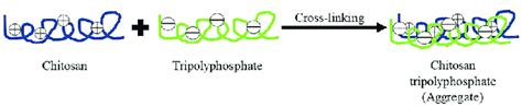 Diagrammatic Representation Of Chitosan Nanoparticles Preparation By Download Scientific