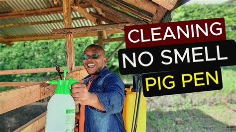 How To CLEAN A No SMELL Pig Pen Pig Farming For Beginners Raising