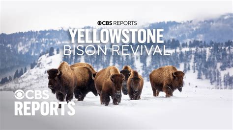 Yellowstone Bison Revival CBS Reports YouTube