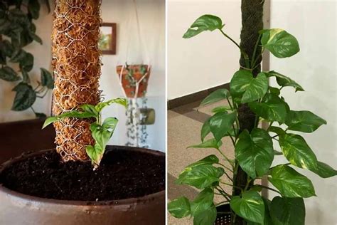 Build An Easy Diy Moss Pole For Climbing Plants