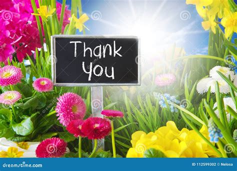 sunny spring flower meadow   stock photo image  card
