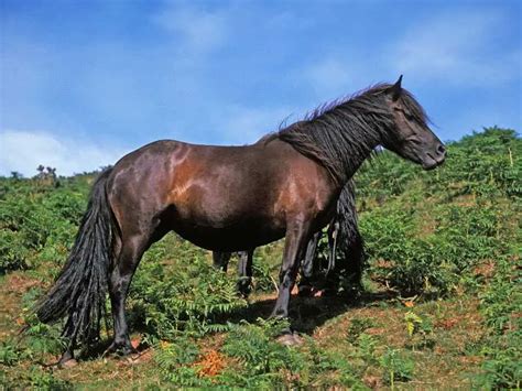 9 Best Spanish Horse Breeds - Petyfied