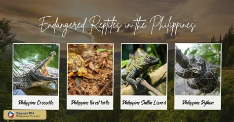 Endangered Species in the Philippines: How You Can Help Save Them ...