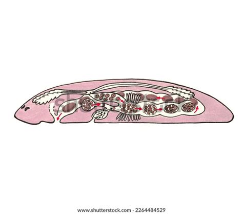 Realistic Color Scientific Illustration Formation Complex Stock