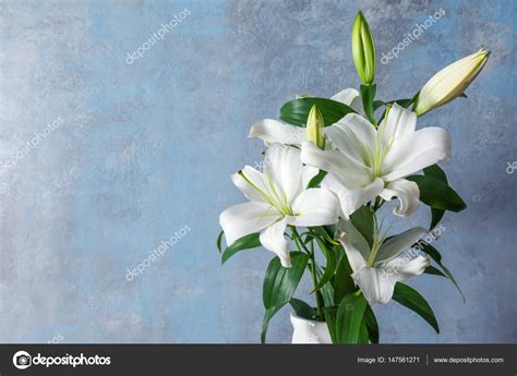 Beautiful White Lilies — Stock Photo © Belchonock 147561271