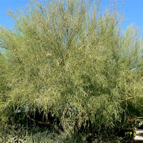 Parkinsonia Florida Blue Palo Verde Green Things Nursery