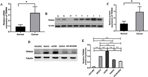 Figure From Knockdown Of Trim Inhibits The Progression Of Human