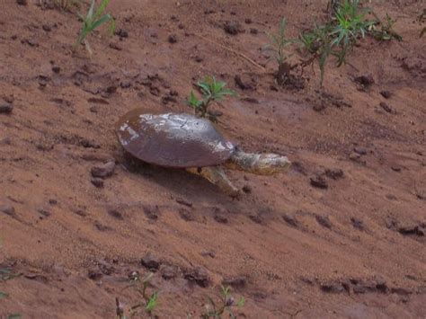 The African Helmeted Turtle (Crocodile Turtle) - All Turtles