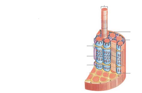 Skeletal Muscle Fiber Diagram | Quizlet