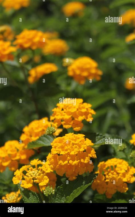 Yellow Lantana Camara Flowers In Bright Sun Stock Photo Alamy