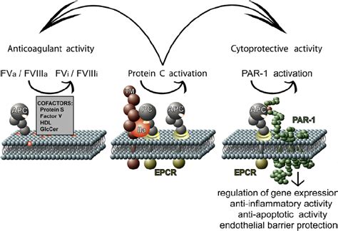 Schematic Model Of Apcs Anti Apoptotic And Anticoagulant Activities