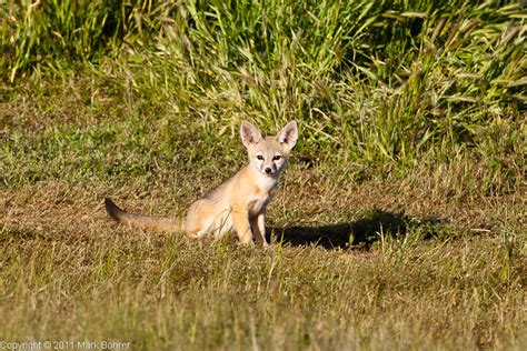 Wildlife on Carrizo Plain, California