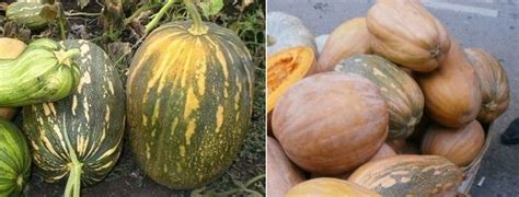 Тыква витаминная мускатная: описание сорта и фото, отзывы, выращивание