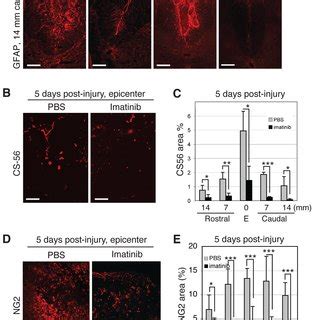 Imatinib Attenuates Acute And Chronic Inflammation Effects Of