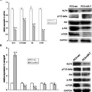 Restoration Of MiR 7 Down Regulates PI3K Akt Pathway Which Is Mediated