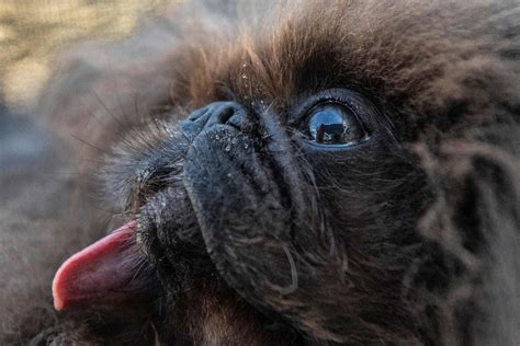 Fotos Premio Al Perro M S Feo Del Mundo En California El Norte De