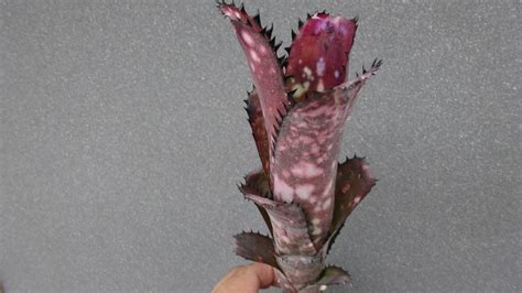 Yahoo オークション Billbergia `kahakai ビルベルギア `カハカイ