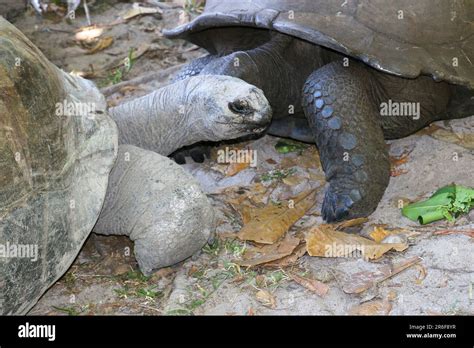 La Tortue G Ante D Aldabra Aldabrachelys Gigantea Dans Les Les De L