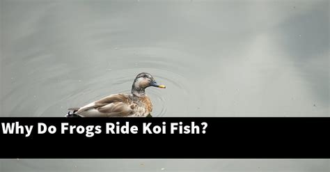 Why Do Frogs Ride Koi Fish 2025 Guide Gold Koi Fish