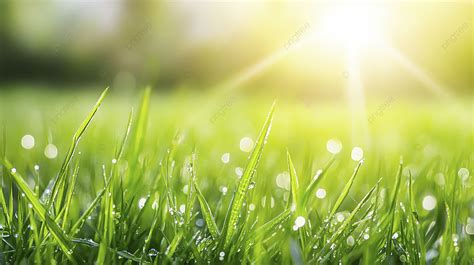 Beautiful Background Of Green Grass With Dew Drops On It With Sunlight