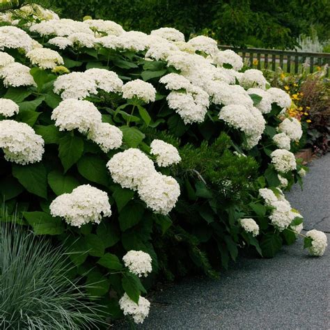 North American Native Hydrangeas | White Flower Farm