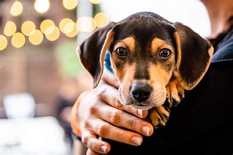 Foster Dogs