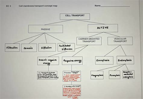 [Solved] help complete BIOL 2401 and BIOL 1308 diagram please. EC 3