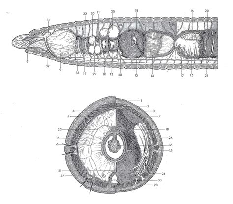 Earthworm Diagram | Quizlet