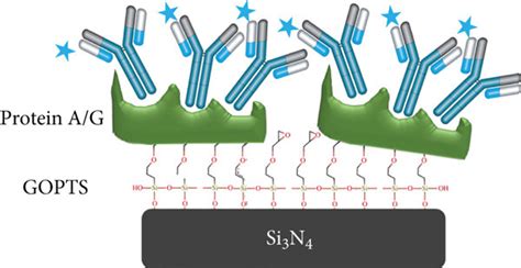 Schematic Representation Of The Random Antibody Immobilization On