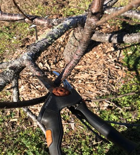 Pruning Fruit Trees | Tallahassee.com Community Blogs