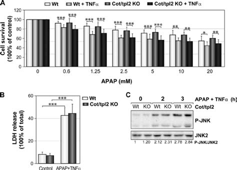 Toxicity Induced By Apap Plus Tnf In Wt And Cot Tpl Ko Hepatocytes