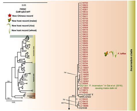 Phylogeny Inferred Based On The Combined Cam Rpb Tef Gene Regions Of