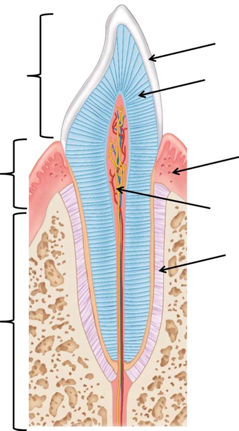 Tooth Labeling Diagram Quizlet