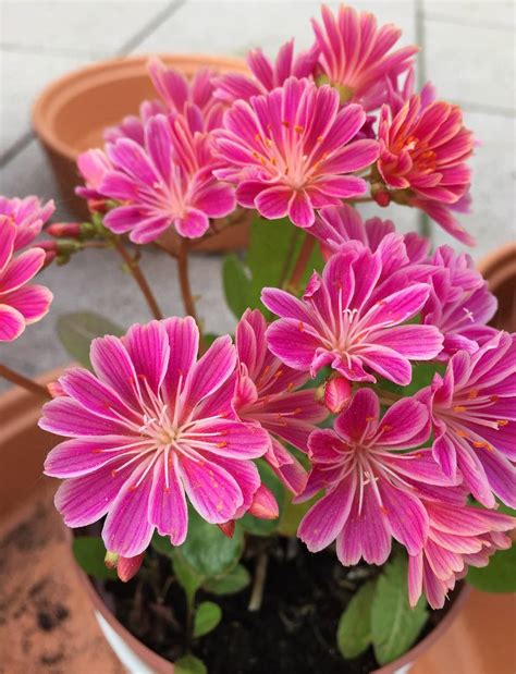 Lewisia Conseils De Plantation Floraison Et Entretien