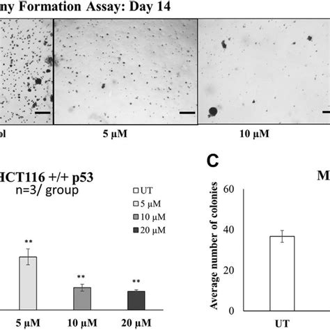 Prmt Inhibitor Reduces Tumorigenicity Of Cancer Cells A The Colony