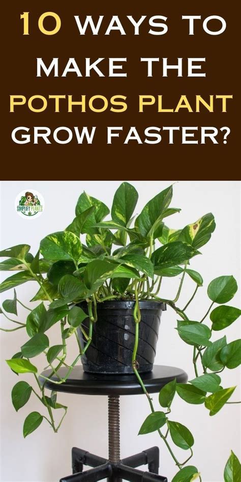 Pothos Epipremnum Aureum Care Growing Guide Artofit