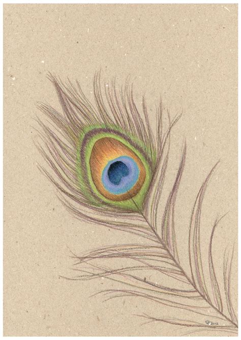 Peacock Feather Pencil Sketch