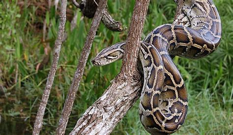 How Many Pythons Are In The Everglades? - WorldAtlas