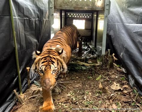 Dua Ekor Harimau Sumatra Kembali Ke Habitatnya Di TN Gunung Leuser